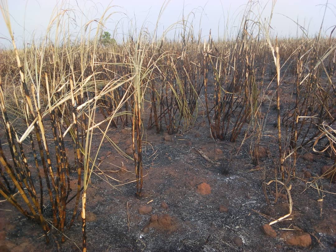Again! Wildfire destroys Atiak sugarcane  plantation