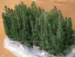 Environment activist donates 50 tree seedlings to Gulu school
