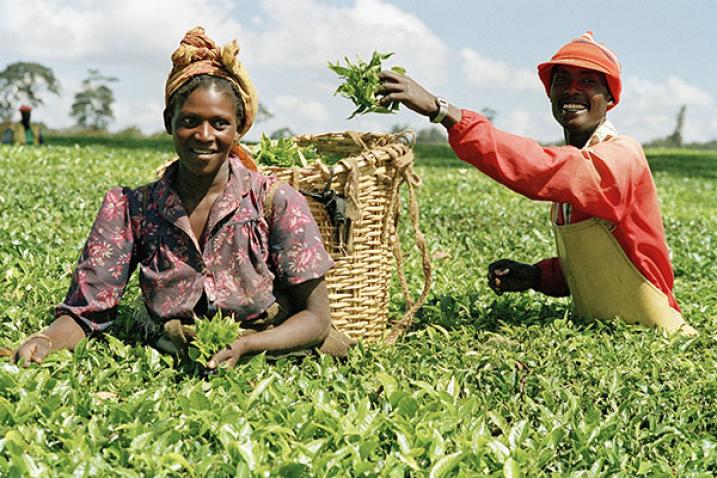 Reading the tea leaves – UN Environment Programme