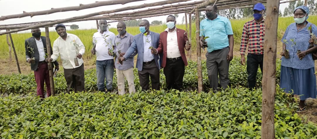 Nwoya launches commercial tea farming; leaders pledge total support
