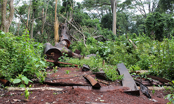 “Cut no trees in Kabamba, Karama ‘now and in the future’”—Museveni warns