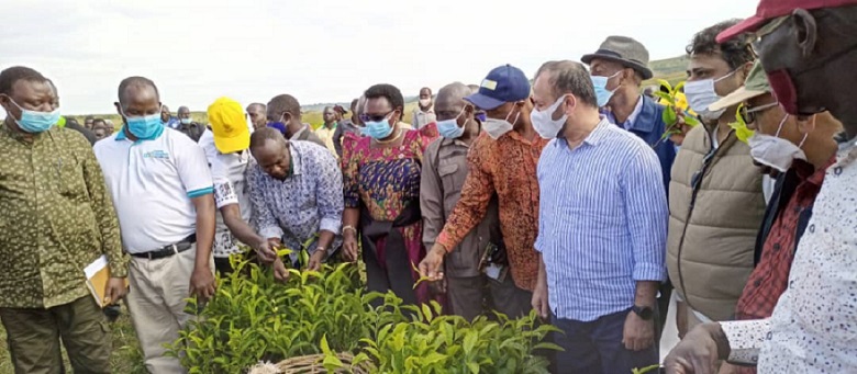 The investors and government officials watch as EFOTI director take them through tea harvest.
