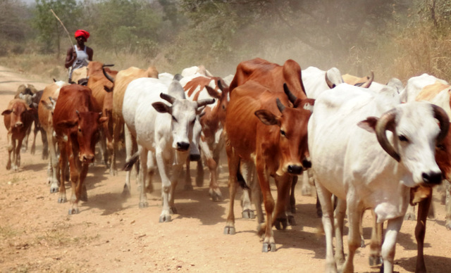 Cattle compensation: Amolatar leaders visit attorney general on Thursday