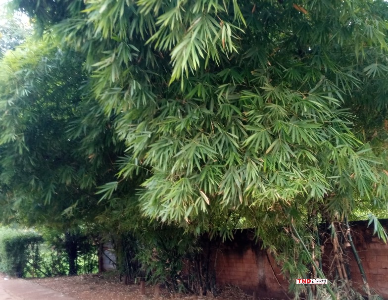 Mitigating climate change: Estonian firm seeks idle land in the North to plant bamboo trees