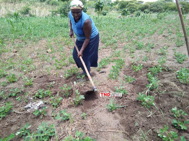 Nightmare in Northern Uganda as rot and loss affect farmers after harvest
