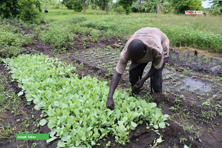 Over 1,500 refugees and hosts reap big from irrigation projects in Adjumani
