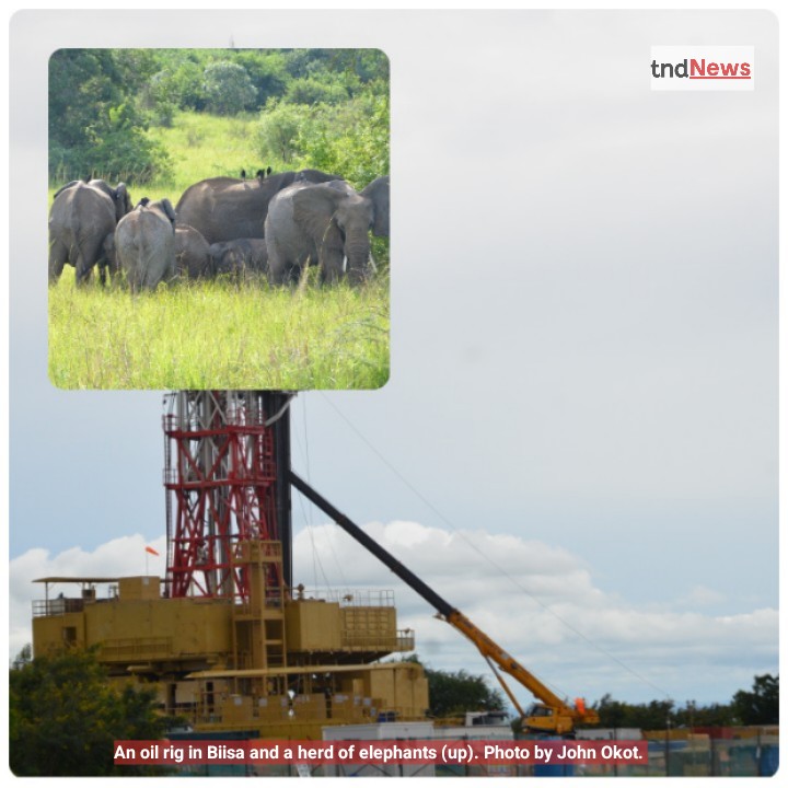 Floods and elephants: How EACOP project is fueling wildlife conflict, biodiversity loss 