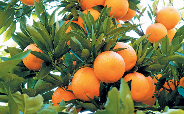 oranges citrus