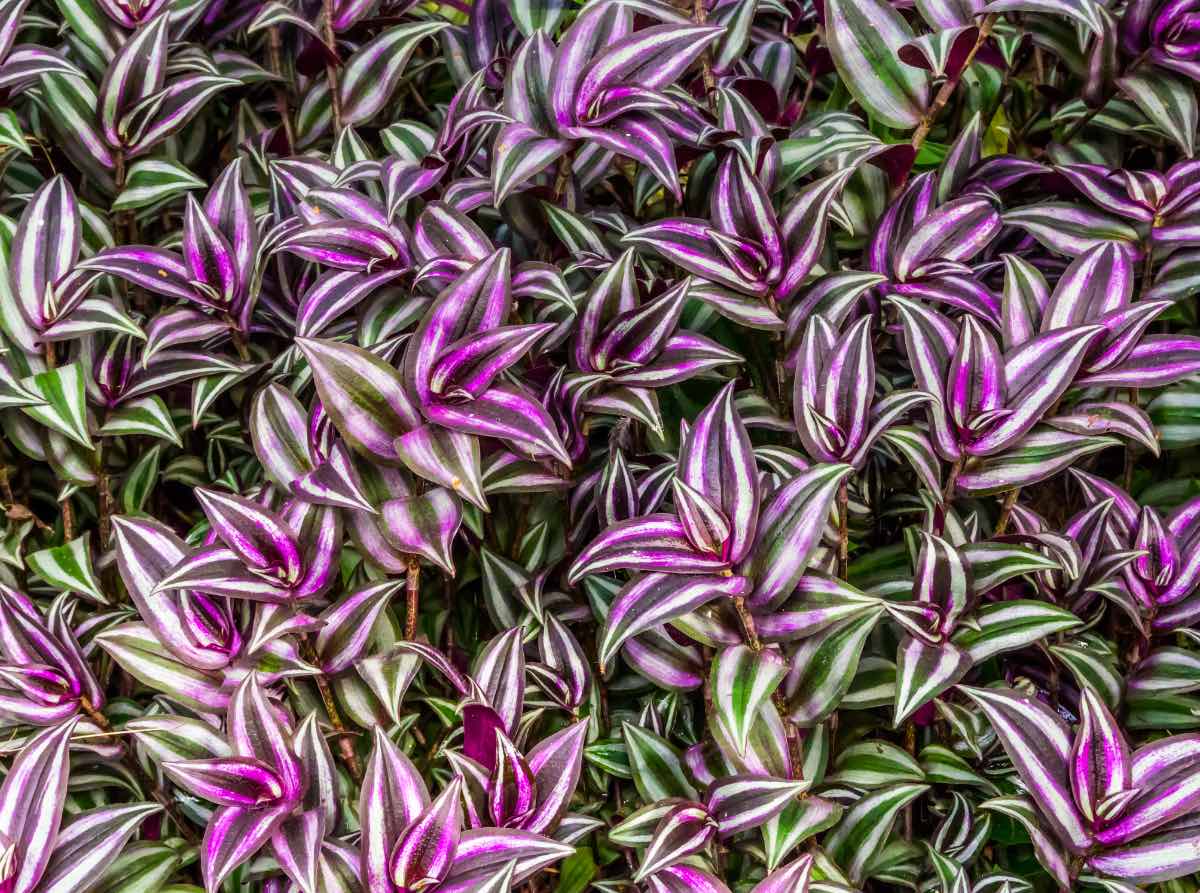 Teenage girl dies after abortion done with wandering jew