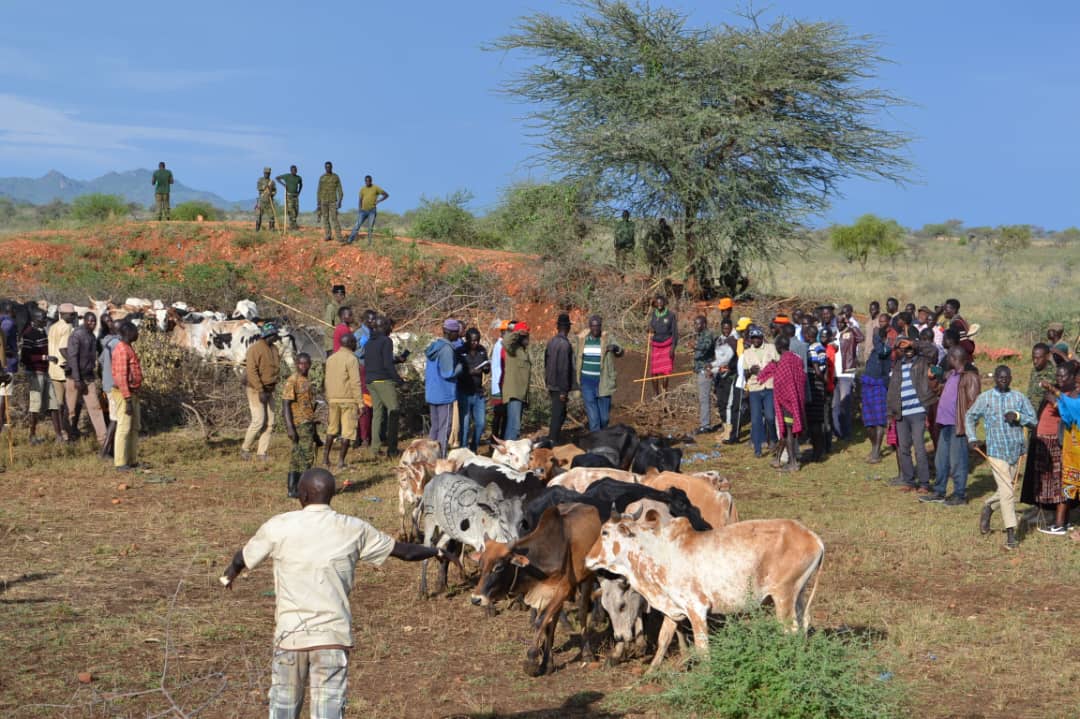 195 recovered cattle given to Jie pastoralists