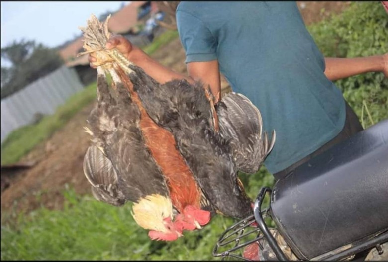 How Amolatar’s well-known chicken dealer was robbed 