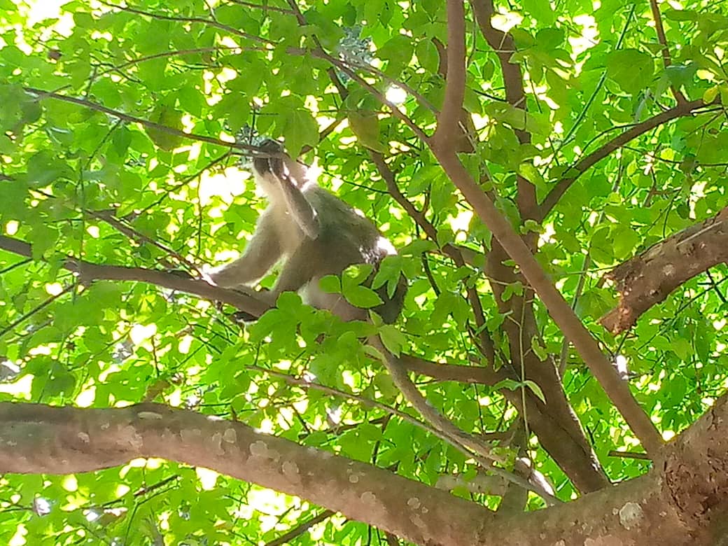 Ajai wildlife