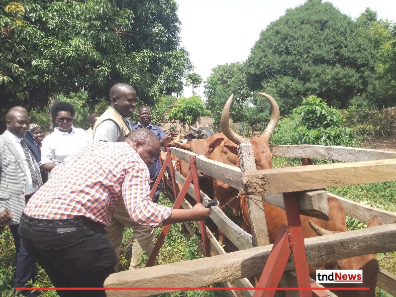 Ministers Balaam, Adoa launch mass livestock vaccination campaign in Serere