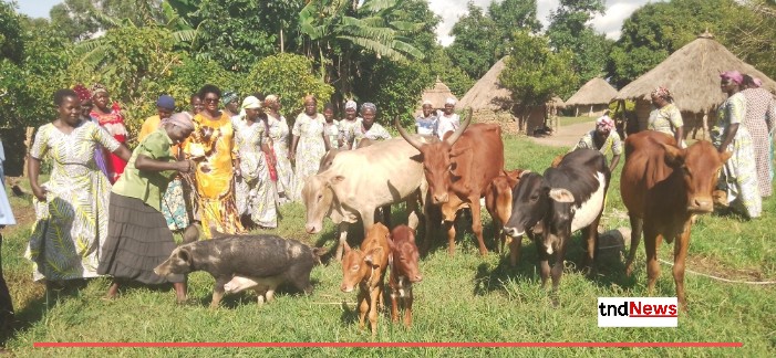 Livestock