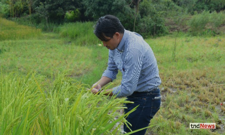 Researchers plan to develop upland rice varieties to combat wetland degradation