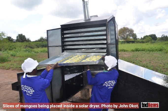Yumbe’s sweet solution: How solar dried mangoes became a lifeline for vulnerable homes