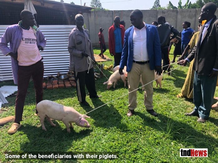 Lira farmer groups get hybrid piglets from MP Auma to boost income