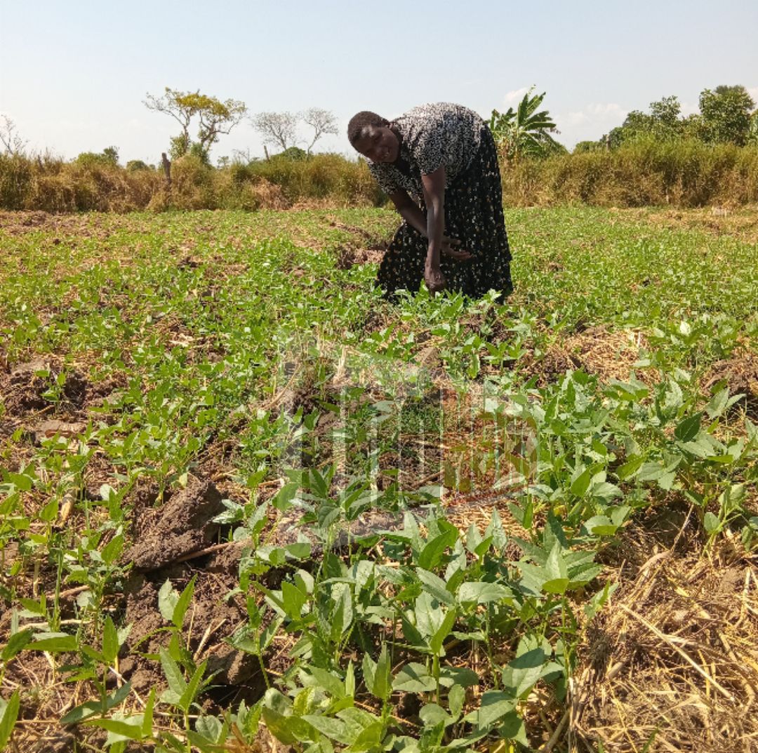 Amolatar women beating the odds to overcome climate change, cultural norms