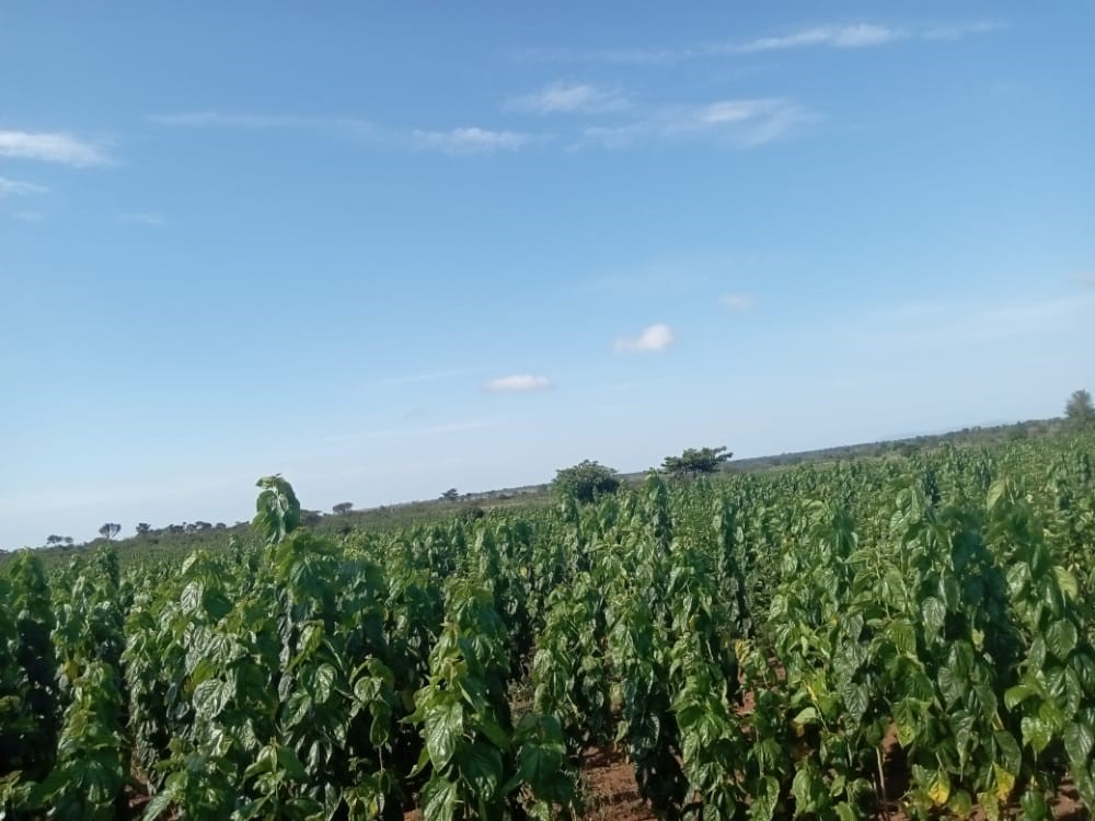 Minister Musenero faces accusations of deliberately undermining the TRIDI sericulture project