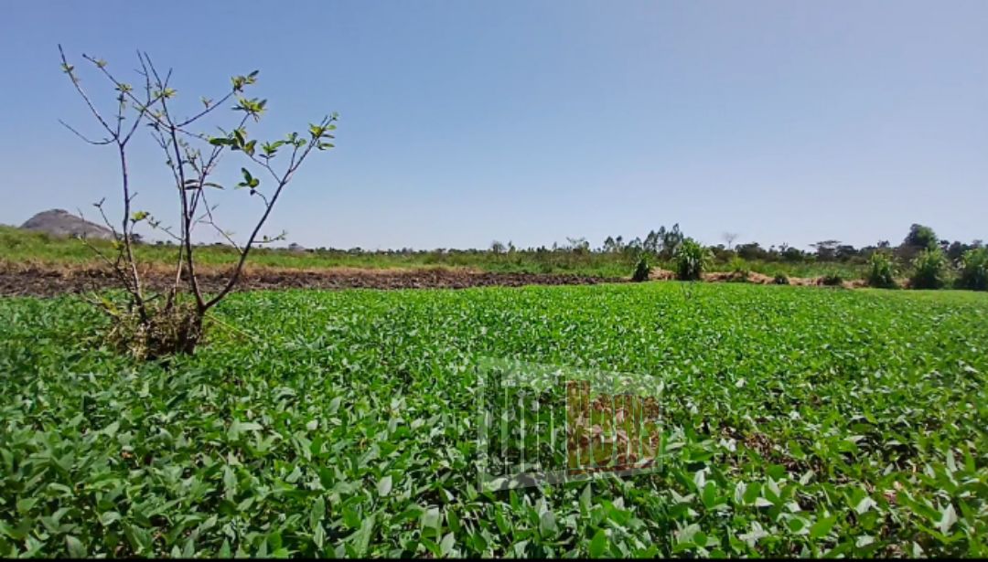 Dokolo receives shs139m to enhance climate smart agriculture