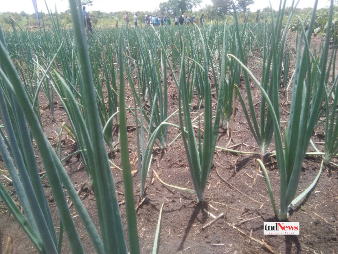 Climate smart agriculture transforms youth livelihoods in Palabek refugee camp