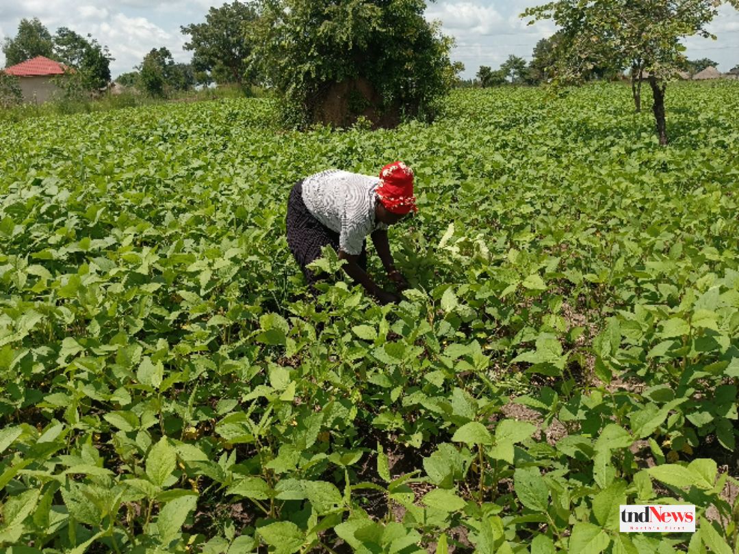 Lamunu in her soyabean plantation. Photo by Rosemary Anena.