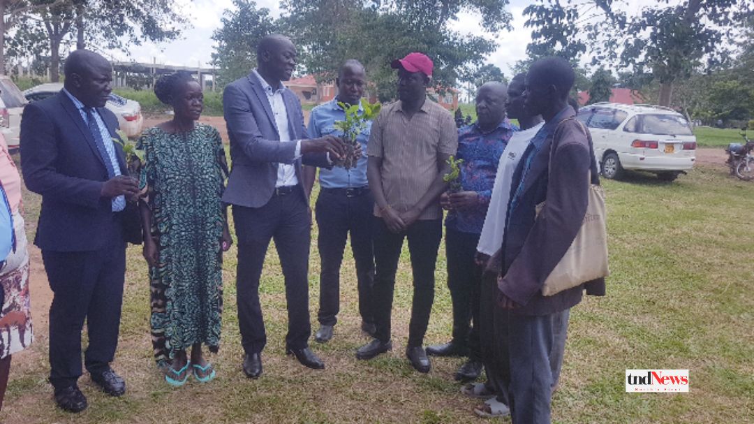 Amolatar district receives 80,000 coffee seedlings worth shs160m