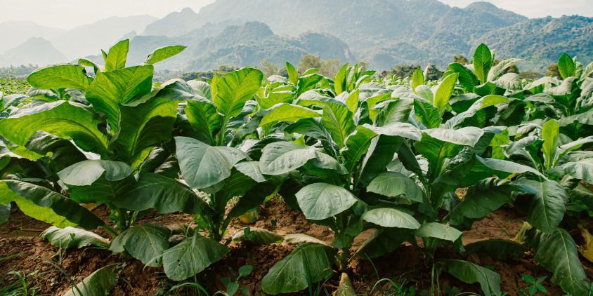 Senegal moves to increase tobacco taxes to save lives