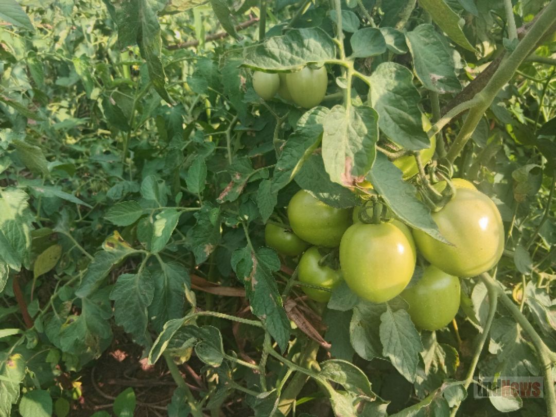 A ‘new harvest’: How farmers in Aromo – Lira are adapting to climate change