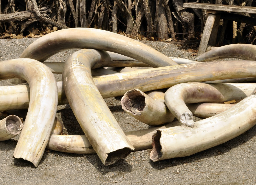 UWA nets ivory trafficker in major wildlife crime bust in Nwoya