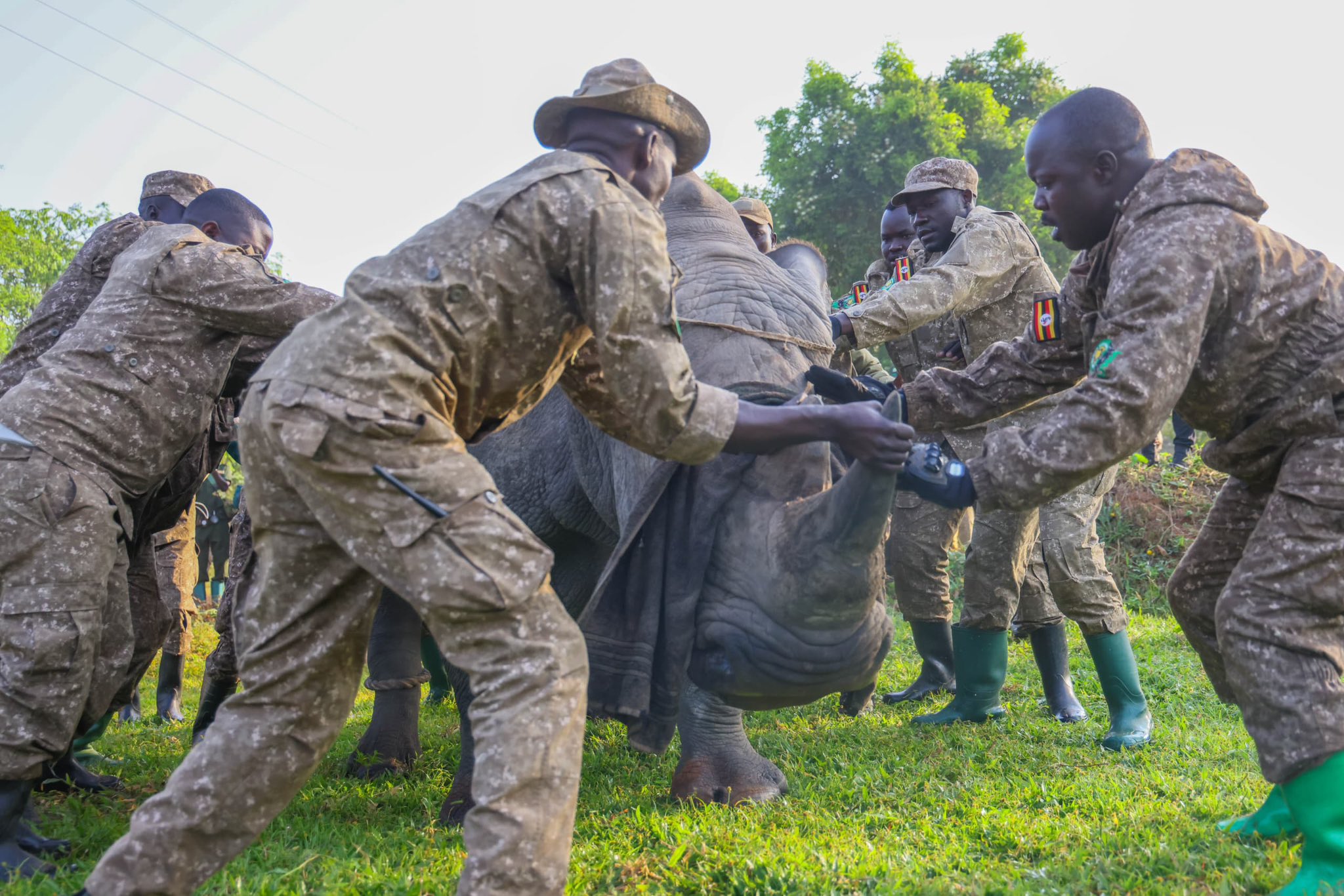 UWA introduces Rhinos to the Kidepo Valley National Game Park