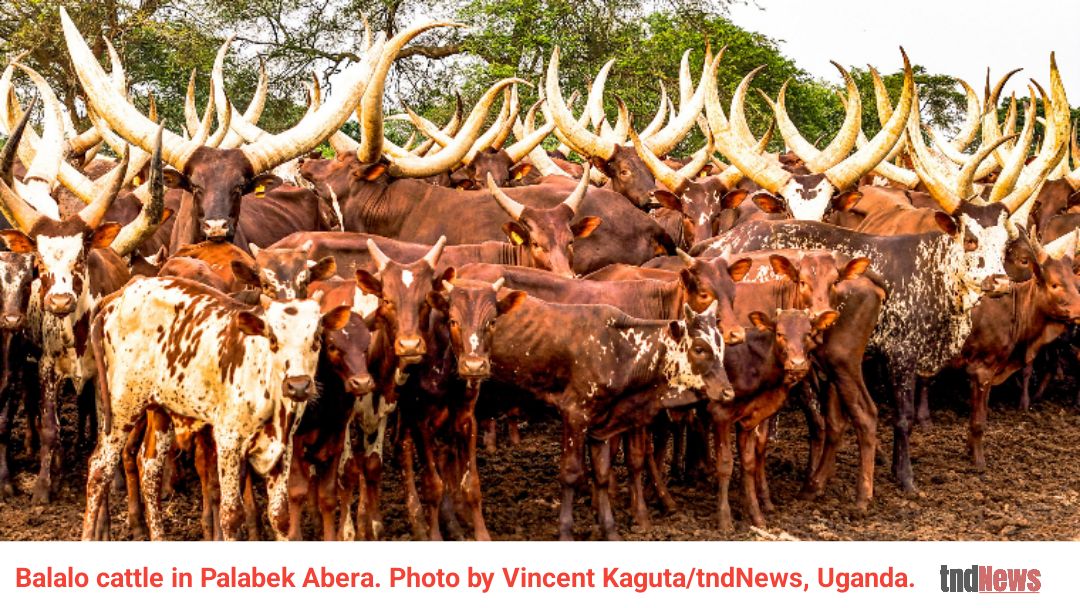 Tension mounts in Lamwo’s Palabek Abera as 618 Balaalo cattle spark land dispute