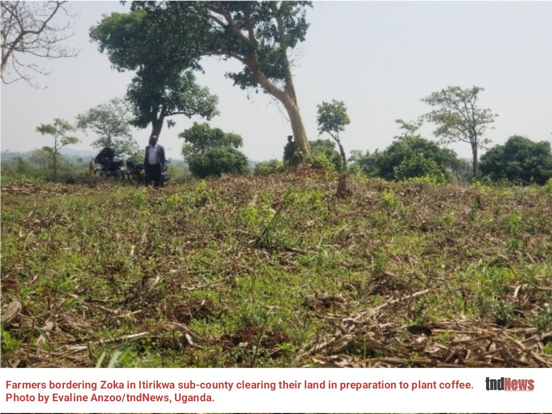 Adjumani farmers urged to expand coffee farming to fight poverty