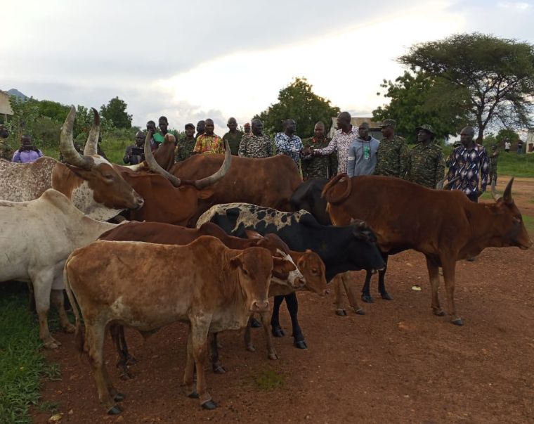 Cattle stolen from Uganda’s Lamwo recovered in South Sudan