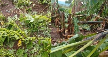Farmers cry as hailstorm destroys crops, homes in Hoima villages