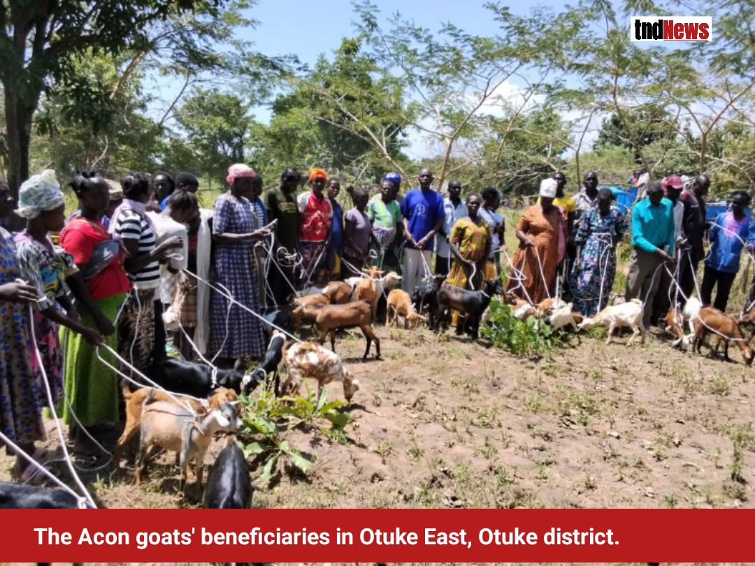 The Acon's 2,000-plus goats to 6 VSLAs in Otuke East, West 1 goats