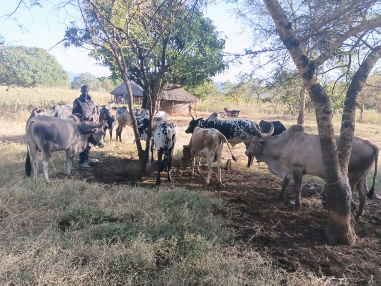 cattle