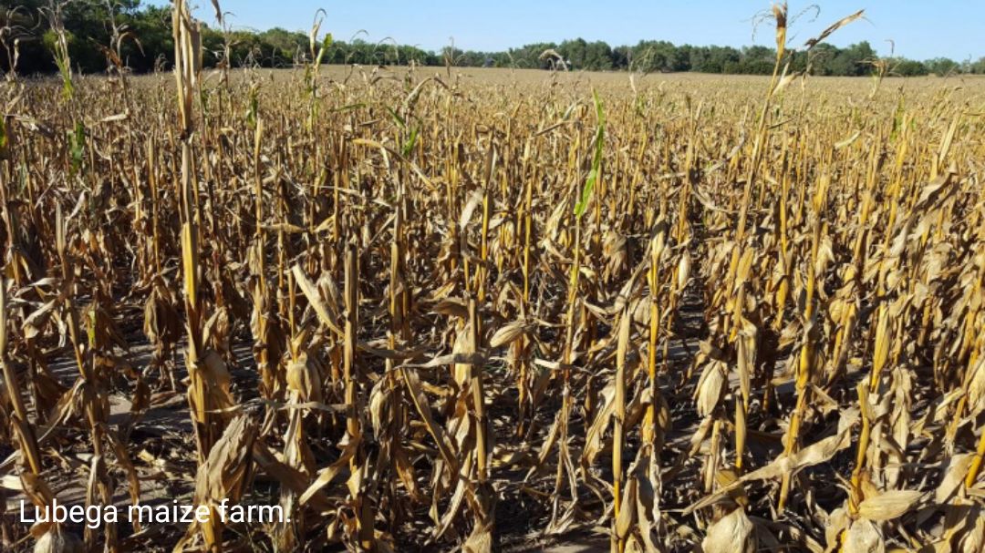 When rains no longer come as expected, farmers pay the price 1 farmers