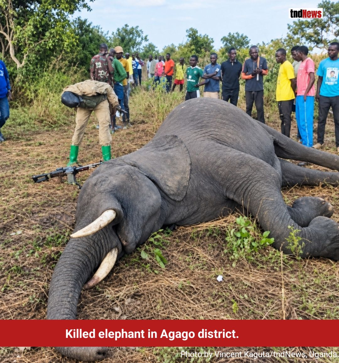 Elephant attacks raise alarm as Kitgum, Agago communities face growing danger 1 elephants