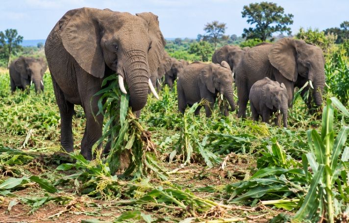 elephants