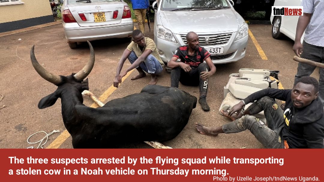 Bunyoro cattle theft peaks as police arrest three with stolen cows in a Noah