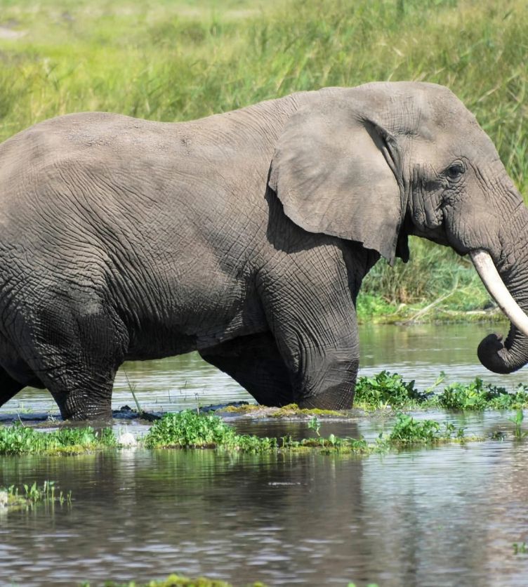 Agago seeks urgent wildlife protection as UWA cites funding delays 1 wildlife