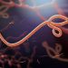 ebola
